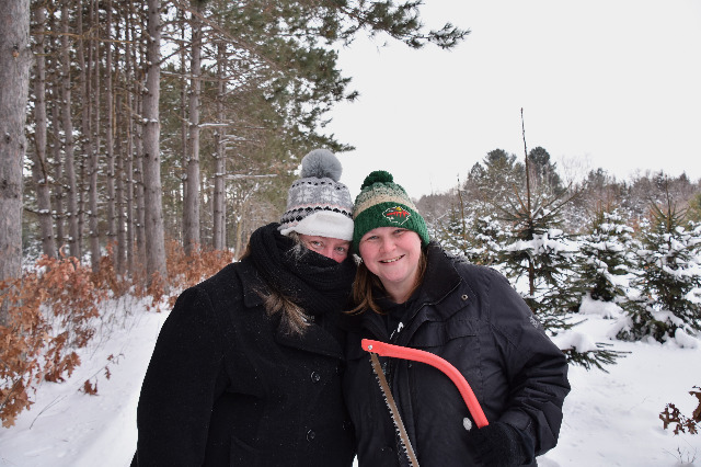 Album thumbnail for Getting Christmas trees 2025